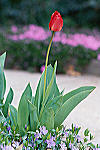 Spring Tulip I
