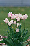 Spring Tulip II