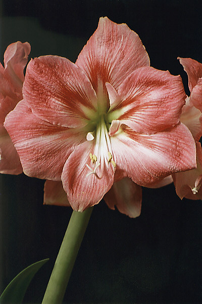 Amaryllis "Amicus"